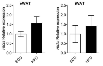 고지방식이에 의한 epididymal white adipose tissue, inguinal white adipose tissue 의 Htr2a 발현 변화