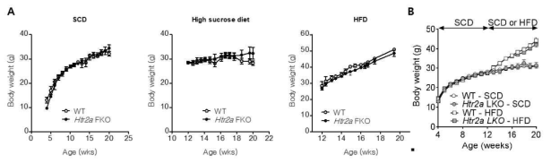Htr2a FKO (A) 및 Htr2a LKO (B) 의 체중 곡선