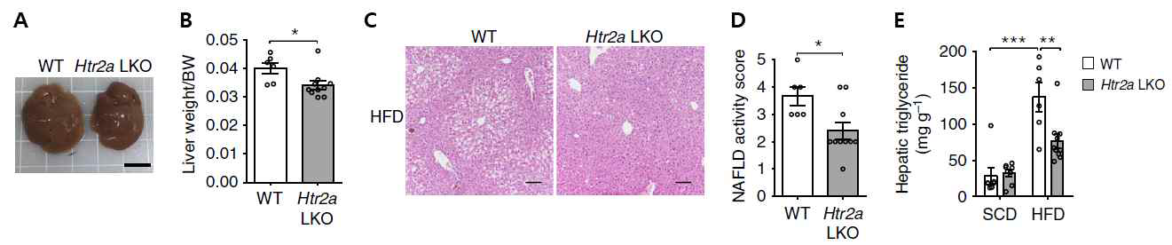 Htr2a LKO 마우스의 간 육안 소견 (A), 간 무게 (B), 고지방식이에서 간 조직 소견 (C), 지방간 활성 점수 (D) 및 간 조직 중성지방 변화 (E)