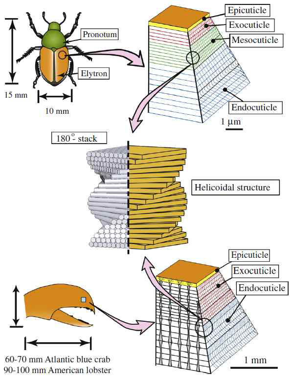 갑각류 생물체(Homarus americanusm Callinectes sapidus와 Popillia japonica의 독특한 계층적 구조. 나선형의 섬유배열(helicoidal strucutre)을 볼 수 있음