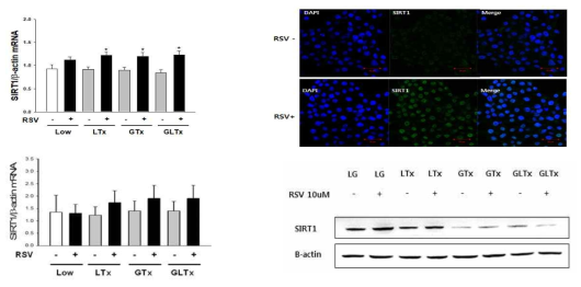 당지질독성조건에서 INS-1 cell(좌측위)과 HepG2 cell(좌측아래)에서 SIRT-1발현과 resveratrol (RSV)에 대한 효과. RSV투여시 SIRT-1 mRNA과 단백질발현이 증가. 형광염색시 현저히 증가(INS-1 cell)