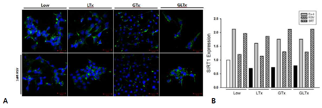 (A) 당지질독성조건에서 Resveratrol(RSV) 처리 전후로 CPT-1 (carnitine palmitoyl-transferase) 발현을 형광염색으로 관찰함 (INS-1 cell). SIRT-1 activator 처리시 CPT-1 발현이 증가함. (B) 간세포 (HepG2 cell)를 당지질독성조건에서 배양시 SIRT-1 발현. 당지질독성시 SIRT-1 발현이 감소하였으나, Glucagon-like peptide-1 receptor agonist(GLP-1RA)인 exenatide-4 (Ex-4, 100 nM), RSV(1 μM), SRT1720 (SIRT-1 activator, 1 μM) 처리시 모두 SIRT-1발현이 증가하고 RSV보다도 큰 폭으로 증가됨