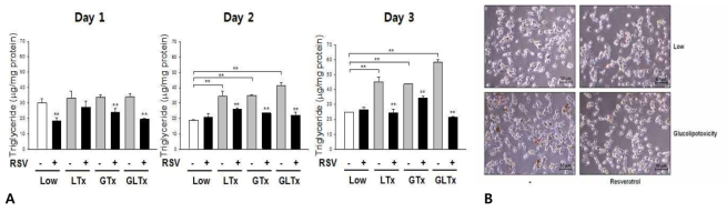 베타세포주인 INS-1 cell에서 당지질독성 조건시 intracellular lipid content 에 대한 RSV 의 효과. (A) Triglyceride assay, (B) Oil red O stain
