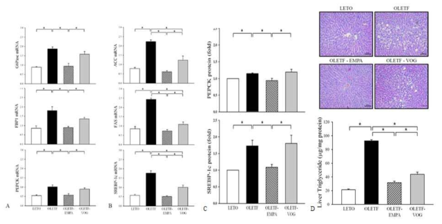 제2형 당뇨병동물모델에 empagliflozin(EMPA)과 voglibose(VOG) 투여시 지방간에 대한 효과. 당뇨병 대조군에 비해 두 약제 모두 포도당합성과 분해, 지방산합성과 분해 관련된 핵심효소 유전자발현 변화(A-C)와 간 내 지방축적을 감소시킴(D). 특히 empagliflozin의 효과가 voglibose보다 더 뚜렷하였음