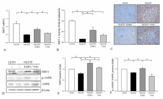 제2형 당뇨병 동물모델에 empagliflozin(EMPA) 와 voglibose (VOG) 투여시 간조직에서 SIRT-1 발현. 간조직에서 SIRT-1 mRNA (A), SIRT-1 activity (B) 모두 당뇨병 대조군에서 저하되었으나 EMPA와 VOG 투여시 회복됨. SIRT1, AMPK, p-AMPK western blot analysis (D, E)에서도 유사하였음. 간조직에서 PGC-1a 염색시 대조군에서 증가하였던 PGC-1a발현이 EMPA 투여군에서 현저히 감소함 (200X) (C)