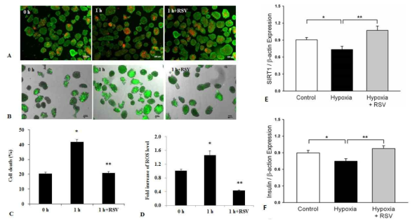 (A, C) 분리한 췌도에 저산소손상시 세포생존. Cell death rate는 hypoxic incubation시 증가하였으나 resveratrol(RSV, 1 uM) 전처치시 감소(control vs. 1h hypoxia vs. RSV-pretreated hypoxia, 20.4 vs. 41.7 vs. 20.7%, P<0.05). (B, D) 산화스트레스 정량을 위해 CM-H2DCFDA 염색을 시행. 저산소배양시 산화스트레스가 증가하고 RSV 전처치시 0.43배로 감소함 (control vs. 1h hypoxia vs. RSV-pretreated hypoxia, 1.0 vs. 1.45 vs. 0.43-fold change, P<0.05)(D). 저산소 췌도손상시 SIRT-1 발현이 감소하나 RSV 전처치시 췌도손상 정도가 감소하였고 SIRT-1 발현 역시 회복되었음 (E). 인슐린발현 역시 저산소배양시 감소하였다가 RSV 전처치 후 증가하였음 (F)