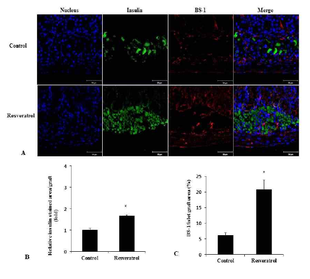 췌도이식 14일 후 Insulin과 BS-1 염색. (A) RSV 투여한 islet graft에서 대조군에 비해 인슐린염색(green)과 BS-1(red)발현. 대조군에 비해 이식절편 내 인슐린(B)과 BS-1염색(C) 부위의 상대적 면적이 RSV투여군에서 더 높음 (X 400). *P < 0.05