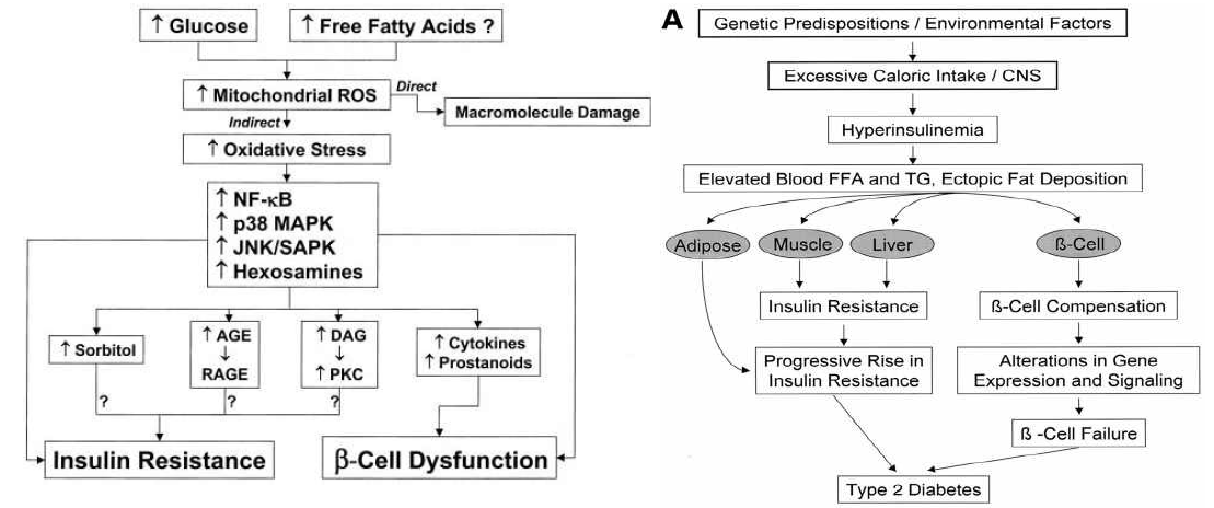 Pathogenesis of glucolipotoxocity in pancreatic beta cells
