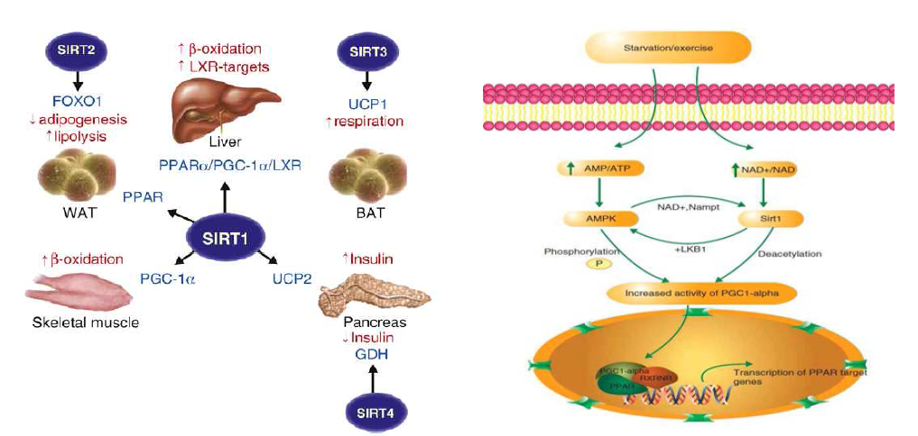 SIRT1-4 regulates metabolism in multiple tissues. SIRT1-4 directly and indirectly influence lipid metabolism