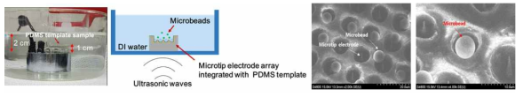 비드를 이용한 포집 실험 셋업(왼쪽), PDMS 템플릿에 포집된 마이크로비드 사진(오른쪽)
