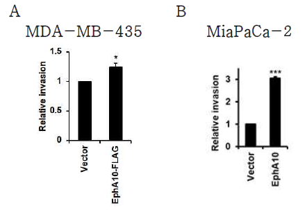 EphA10 과발현에 따른 유방암 세포주 및 췌장암 세포주의 세포 침윤 분석 유방암 세포주 MDA-MB-435 (A)와 췌장암 세포주 MiaPaca-2 (B)에 EphA10 과발현 lentivirus (EphA10-FLAG)를 감염시킨 후, matrigel을 도포한 transwell을 이용하여 세포 침윤의 변화를 분석함. *p<0.05, ***p<0.001 vs. Vector