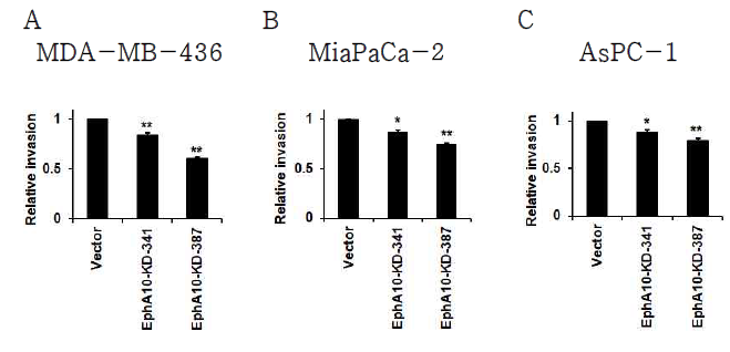EphA10 knockdown에 따른 유방암 세포주 및 췌장암 세포주의 세포 침윤 분석 유방암 세포주 MDA-MB-436 (A)와 췌장암 세포주 MiaPaca-2 (B)와 AsPC-1 (C)에 EphA10 knockdown ( EphA10-KD-341 과 EphA10-KD-387) lentivirus를 감염킨 후, matrigel이 도포된 transwell을 이용하여 세포 침윤의 변화를 분석함. *p<0.05, **p<0.01 vs. Vector