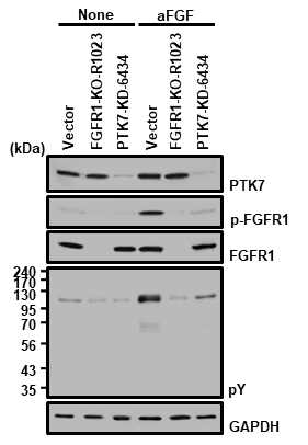 ESCC TE-10 세포에서 PTK7에 의한 FGFR1의 활성화 분석P TK7 knockdown (PTK7-KD-6434) 혹은 FGFR1 knockout (FGFR1-KO-R1023)한 TE-10 세포를 무혈청 배지에서 24 시간동안 배양하고, 10 ng/ml aFGF 혹은 bFGF를 5분간 처리한후, FGFR1 및 세포내 단백질들의 활성화를 분석함