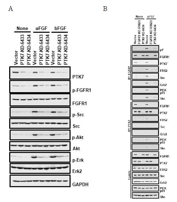 ESCC TE-10 세포에서 PTK7 knockdown이 FGF 유도 FGFR1 및 세포내 신호전달 단백질들의 활성화에 미치는 영향 분석 TE-10 세포에서 PTK7 knockdown (PTK7-KD-6433 및 6434)과 FGFR1 knockout (FGFR1-KO-R1023)된 세포주들을 선별함. 각 세포들은 무혈청 배지에서 24시간동안 배양하고, 10 ng/ml aFGF 혹은 bFGF를 5분(A) 또는 10분(B)간 처리한 후, FGFR1과 세포내 단백질들의 활성화를 분석함