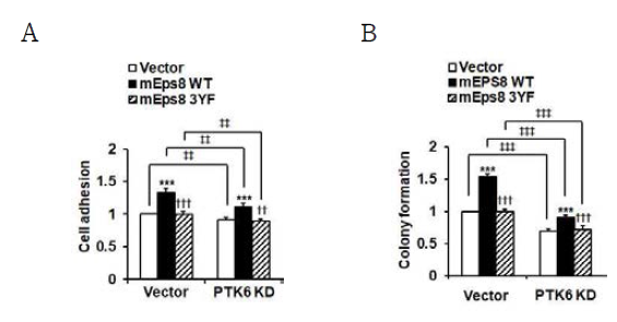 T47-D 세포에서 PTK6 knockdown이 세포 부착과 콜로니 형성에 미치는 영향 분석 T-47D 세포에 PTK6을 knockdown 시키거나 시키지 않은 후 mouse EPS8의 wild type과 인산화가 되지 않는 3YF mutant를 발현하고 (A) 세포 부착과 (B) 콜로니 형성을 분석함