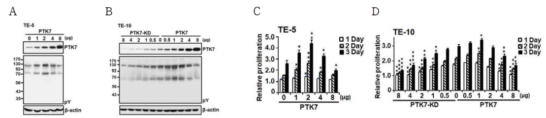 ESCC 세포에서 PTK7의 발현 정도에 따른 세포내 단백질 인산화 및 세포 성장의 분석 ESCC 세포주 TE-5 (A, C)와 TE-10 (B, D)에 PTK7 knockdown (PTK7-KD) 및 PTK7 발현 (PTK7) 벡터를 농도별로 transfection하여 PTK7를 저농도에서 고농도로 발현시킴. 세포내 단백질 인산화(A 및 B)와 세포 성장(C 및 D)을 비교 분석함