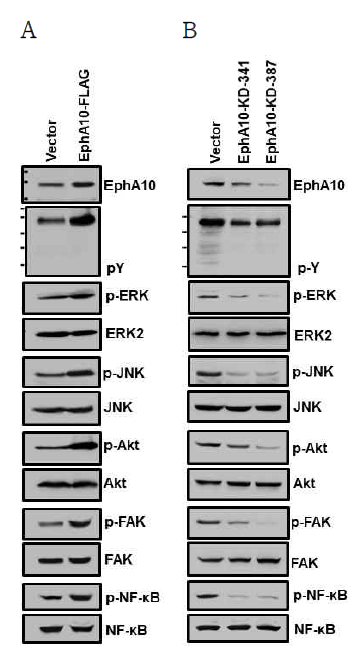 MiaPaCa-2 세포에서 EphA10 과발현에 의한 신호전달 단백질의 인산화 분석 MiaPaCa-2 세포에 EphA10을 과발현(A)하거나 knockdown(B)한후, EphA10의 발현, 세포내 단백질의 tyrosine 인산화 및 발암관련 신호단백질들의 인산화를 분석함