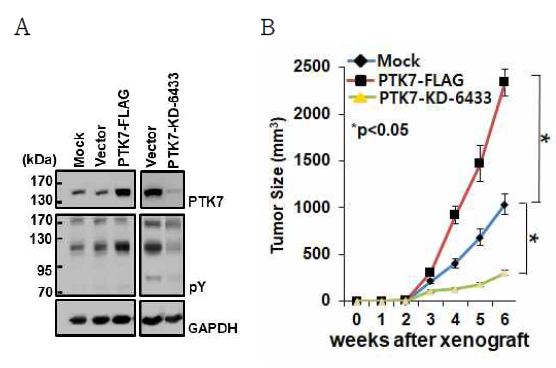 ESCC KYSE-30 세포를 xenograft한 동물모델에서 PTK7 발현에 따른 발암성 분석 (A) ESCC KYSE-30 세포에서 PTK7 knockdown (PTK7-KD-6433)과 PTK7 과발현 (PTK7-FLAG) 세포주를 제작하여, PTK7의 발현 및 세포내 단백질의 tyrosine 인산화를 분석함. (B) 해당 세포주들을 nude mouse에 xenograft하여 종양의 크기를 분석함
