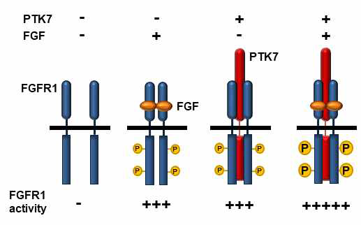 PTK7에 의한 FGFR1의 활성화 기전의 모식도