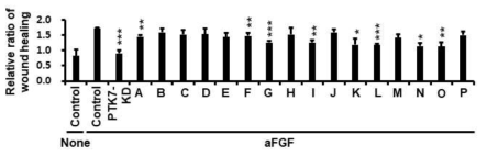 TE-10 세포에서 FGF 유도 wound healing을 저해하는 PTK7 중화 단일클론 항체의 선별 TE-10 세포를 단일층이 되도록 배양하고 tip으로 wound를 준 후, 10 μg/ml의 PTK7 단일클론 항체와 10 ng/ml aFGF이 포함된 배양액에서 배양하여 wound healing된 정도를 측정함