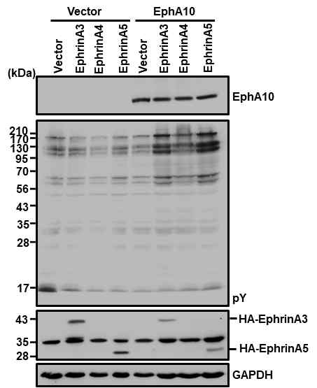 EphA10 또는 Ephrin 과발현 세포들의 공동배양에 의한 단백질의 tyrosine 인산화분석 EphA10 및 Ephrin A3, A4 또는 A5를 과발현하는 HEK293 세포들을 공동배양한 후, 세포내 단백질의 tyrosine 인산화를 분석함