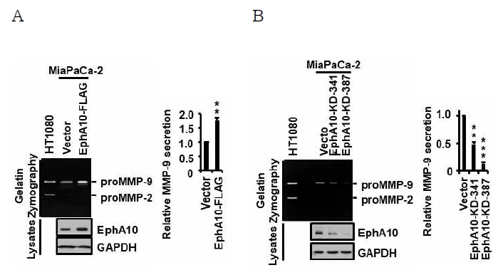 EphA10 과발현 및 knockdown한 췌장암 세포주 MiaPaCa-2에서 gelatin zymography 분석 EphA10 과발현(EphA10-FLAG) (A) 및 EphA10 knockdown (EphA10-KD-341 및 387) (B) 한 MiaPaCa-2 세포주를 48시간동안 무혈청 상태에서 배양한 후, 배양액을 농축하여 gelatin zymography를 수행하고, lysate에 서 EphA10과 GAPDH의 발현 정도를 western blot으로 분석함. **p<0.01, ***p<0.001vs. Vector