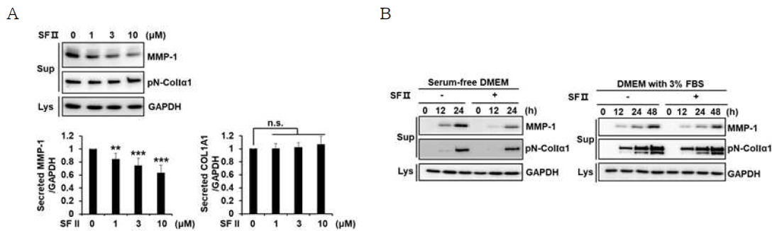 인간 섬유아세포에서 skullcapflavone II가 MMP-1 및 type I collagen의 발현에 미치는 영향 분석 (A) 인간 섬유아세포에 무혈청 배지에서 skullcapflavone II를 농도별로 처리하고 24시간동안 배양한 후, 배양액으로 분비되는 MMP-1과 type I collagen의 양을 비교 분석함. (B) 섬유아세포에 무혈청 상태(left)와 3% FBS 상태(right)에서 3 μM의 skullcapflavone II를 처리하고 시간별로 배양한 후, 배양액으로 분비되는 MMP-1과 type I collagen의 양을 비교 분석함