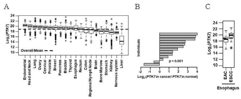 TCGA RNA-seq 데이터베이스의 다양한 암조직에서 PTK7의 발현 분석 TCGA RNA-seq 데이터베이스로부터 각 암 조직(A), 식도암 환자의 정상 조직 및 암 조직(B), EAC와 ESCC (C)에서 PTK7의 발현 정도를 비교 분석함