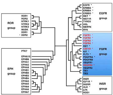 사람 RPTK family의 계통 분류 구조 58개 RPTK들의 계통 분류 구조에서 PTK7과 결합하는 것으로 알려진 KDR의 위치를 분석함
