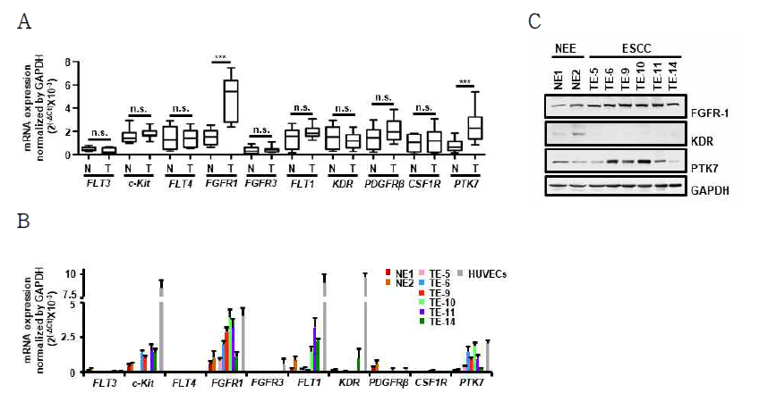ESCC 환자 조직 및 ESCC 세포주에서 PTK7과 FGFR 그룹 유전자의 발현 분석 ESCC 환자의 암 조직 및 정상 조직(A), 식도 상피 세포주(NE-1 및 NE-2)와 ESCC 세포주 (TE-5, TE-6, TE-9. TE-10. TE-11, TE-14) 및 혈관내피세포(HUVEC) (B, C)에서 real-time RT-qPCR (A, B)과 western blot (C)으로 mRNA 및 단백질 발현을 비교 분석함