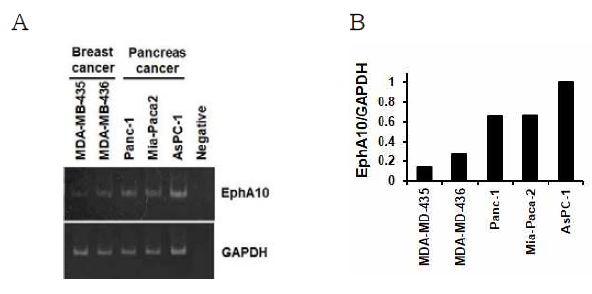 유방암 세포주와 췌장암 세포주에서 EphA10 mRNA의 발현 정도 분석 A. 유방암 세포주(MDA-MB-435, MDA-MB-436)와 췌장암 세포주(Panc-1, MiaPaCa-2, AsPC-1)에서 EphA10에 대한 RT-PCR을 수행하여 각 세포주에서 EphA10 mRNA의 발현 정도를 분석함. B. EphA10 및 GAPDH mRNA 발현량을 densitometry로 측정하여, EphA10/GAPDH 값을 나타냄
