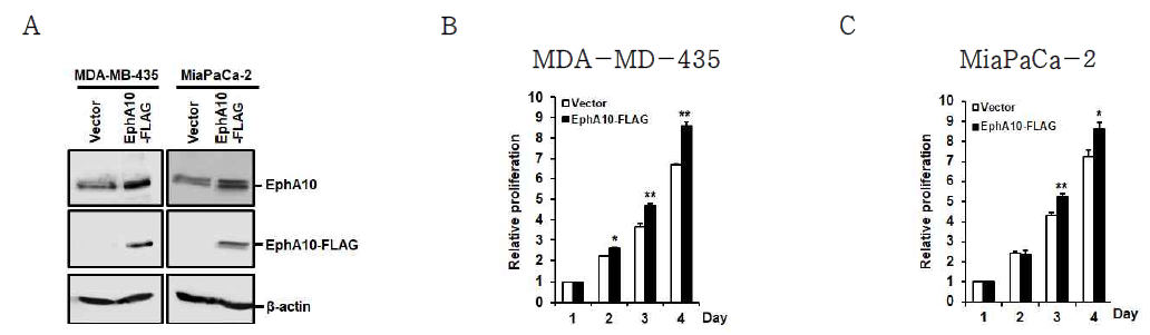EphA10 과발현에 따른 유방암 세포주 및 췌장암 세포주의 세포 성장 분석 유방암 세포주(MDA-MB-435)와 췌장암 세포주(MiaPaCa-2)에 EphA10 (EphA10-FLAG)을 과발현시키는 lentivirus들을 감염시킨 뒤, western blot으로 EphA10의 발현량을 비교 분석(A)하고 세포 성장 변화(B와 C)를 분석함. *p<0.05, **p<0.01 vs. Vector