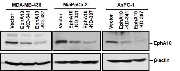 유방암 세포주와 췌장암 세포주에서 EphA10 knockdown에 따른 발현 분석 유방암 세포주(MDA-MB-436)와 췌장암 세포주 (MiaPaca-2, AsPC-1)에 EphA10 knockdown lentivirus (EphA10-KD-341과 EphA10-KD-387) 을 감염시킨 뒤, western blot으로 EphA10의 발현량을 비교 분석함
