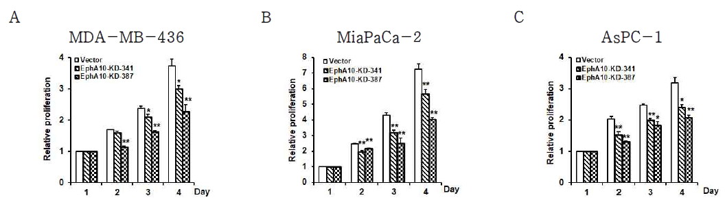 EphA10 knockdown에 따른 유방암 세포주 및 췌장암 세포주의 세포 성장 분석 유방암 세포주(A, MDA-MB-436)와 췌장암 세포주(B, MiaPaca-2; C, AsPC-1)에 EphA10을 knockdown (EphA10-KD-341과 EphA10-KD-387) 시키는 lentivirus들을 감염시킨 뒤, 세포 성장의 변화를 분석함. *p<0.05, **p<0.01 vs. Vector