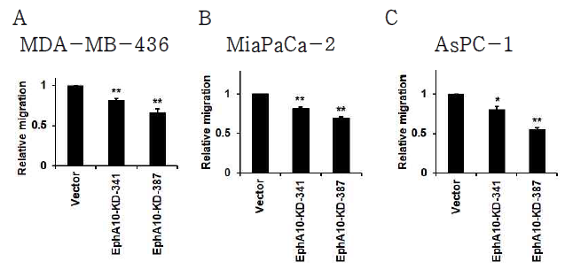 EphA10 knockdown에 따른 유방암 세포주 및 췌장암 세포주의 세포 이동 분석 유방암 세포주 MDA-MB-436 (A)와 췌장암 세포주 MiaPaca-2 (B)와 AsPC-1 (C)에 EphA10 knockdown (EphA10-KD-341과 387) lentivirus를 감염시킨 후, transwell을 이용하여 세포 이동의 변화를 분석함. *p<0.05, **p<0.01 vs. Vector