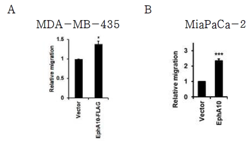 EphA10 과발현에 따른 유방암 세포주 및 췌장암 세포주의 세포 이동 분석 유방암 세포주 MDA-MB-435 (A)와 췌장암 세포주 MiaPaca-2 (B)에 EphA10 발현 lentivirus (EphA10-FLAG)를 감염시킨 후, transwell을 이용하여 세포 이동의 변화를 분석함. *p<0.05, ***p<0.001 vs. Vector