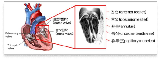 승모판막의 위치와 형태