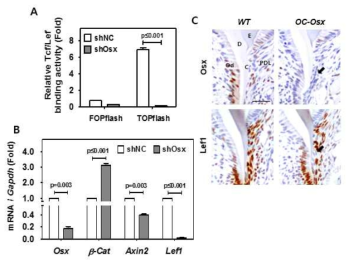 Osx regulates Lef1 expression in cementoblasts