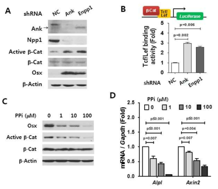 PPi suppress Osx and β-catenin signaling in cementoblasts