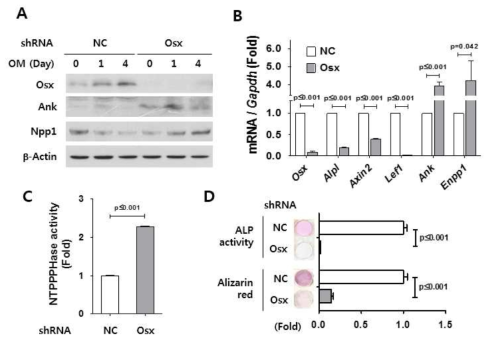 Osx suppresses Ank and Npp1 in cementoblasts