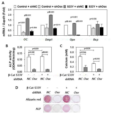 Stabilized β-catenin regulates cementogenesis in an Osx-dependent manner