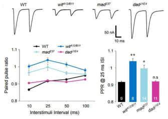 BMP 신호조절자 결손 초파리에서의 시냅스 전 뉴런 분비확률 변화