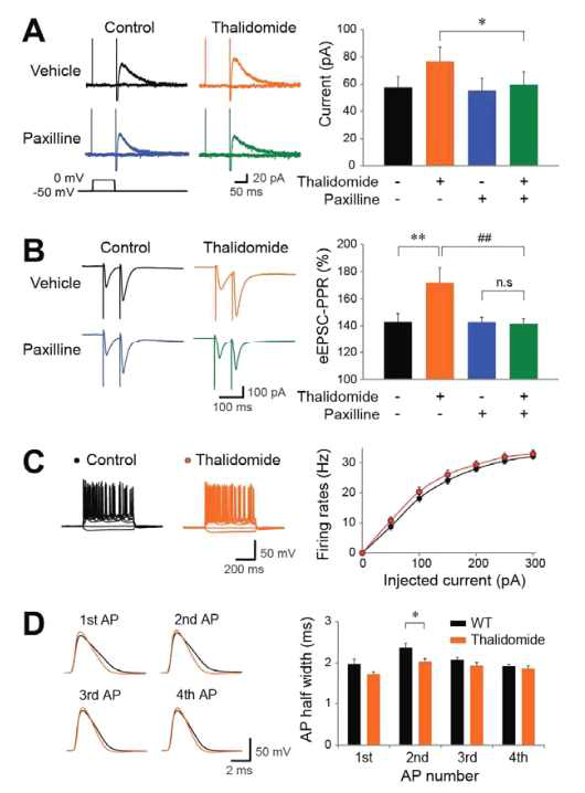 Thalidomide 투여 mice에서 감소된 BK channel 활성 및 신경전달물질 분비 효율