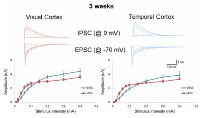 3주령 Rat 시각피질과 측두엽피질 신경회로의 억제성/흥분성 신경전달 효율
