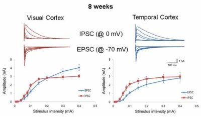 8주령 Rat 시각피질과 측두엽피질 신경회로의 억제성/흥분성 신경전달 효율