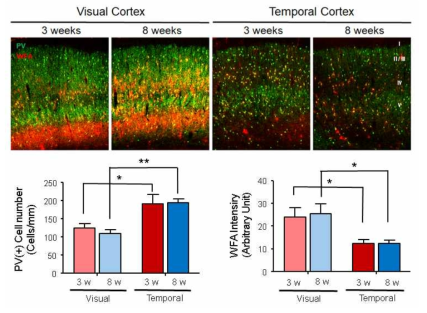발달 시기에 따른 시각 및 측두엽피질의 PV+ 억제성 신경세포 수 및 PNNs 변화