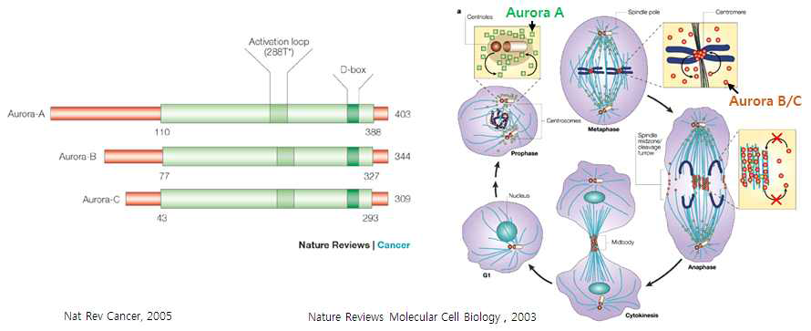 Aurora kinase의 종류 및 기능