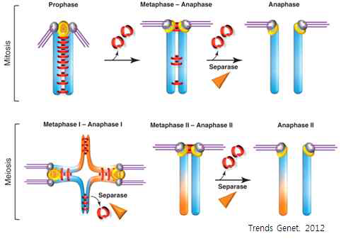 감수분열/체세포분열의 염색체 분리