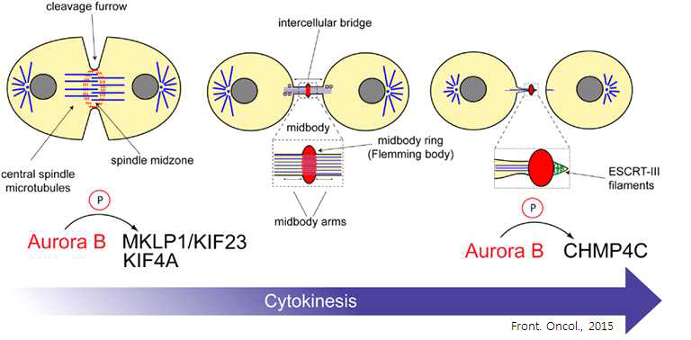 Aurora B/C에 의한 cytokinesis 조절