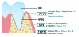 치주조직의 구조 및 성분